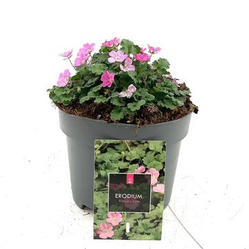 Erodium x variabile 'Bishop's Form'