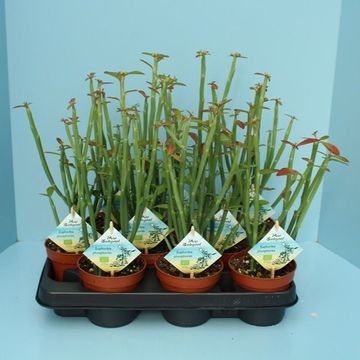 Euphorbia phosphorea