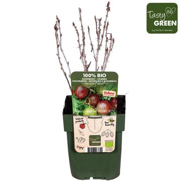 Ribes uva-crispa EASYCRISP LADY LATE