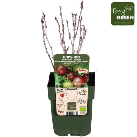 Ribes uva-crispa EASYCRISP LADY LATE