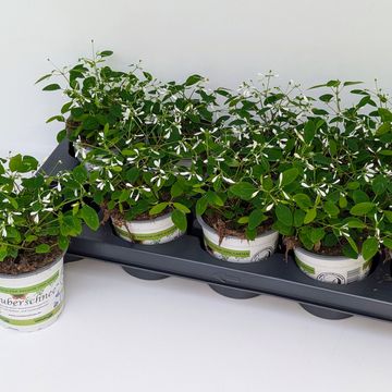 Euphorbia hypericifolia DIAMOND FROST