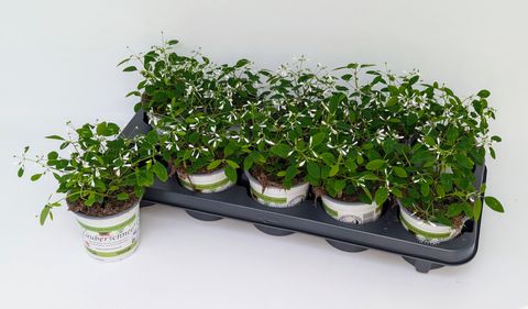 Euphorbia hypericifolia DIAMOND FROST