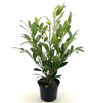 Prunus laurocerasus 'Herbergii'