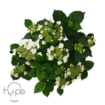 Hydrangea macrophylla LACECAP WHITE