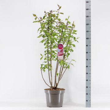 Syringa 'Miss Canada'