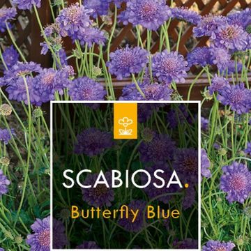 Scabiosa columbaria 'Butterfly Blue'