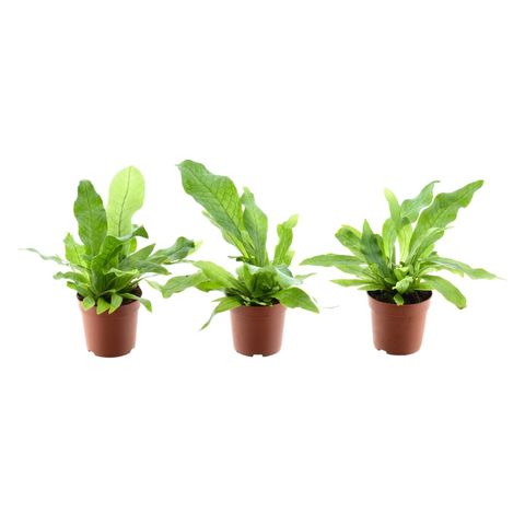 Microsorum musifolium 'Crocodyllus'