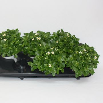 Exacum affine 'White Star'