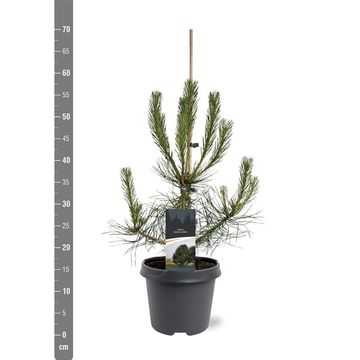 Pinus nigra nigra