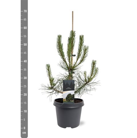 Pinus nigra nigra