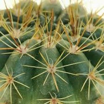Notocactus ottonis