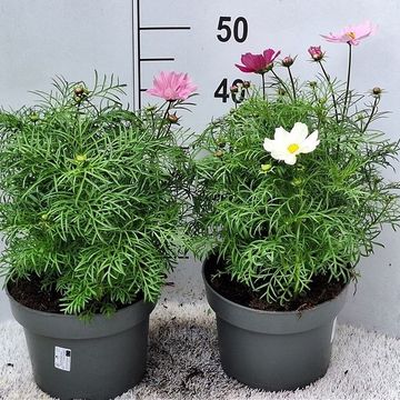 Cosmos bipinnatus MIX