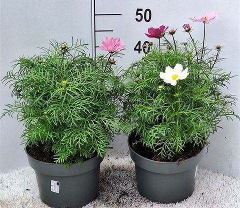 Cosmos bipinnatus MIX