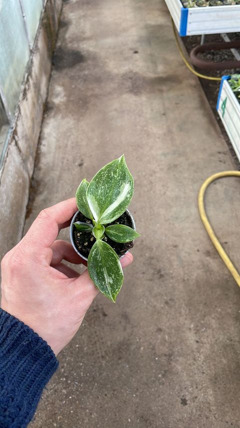 Philodendron 'White Wizard'