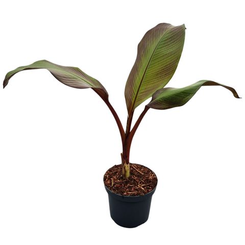 Ensete ventricosum 'Maurelii'