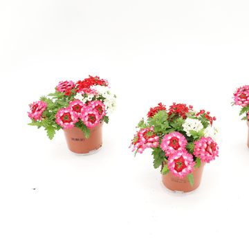Verbena MIX IN POT