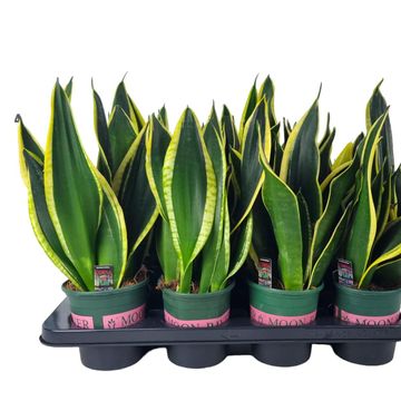 Sansevieria trifasciata 'Black Gold'