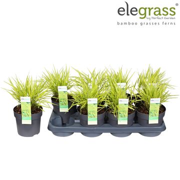 Hakonechloa macra 'All Gold'