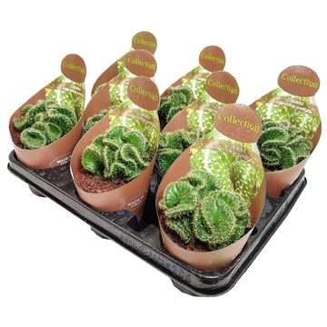 Opuntia cylindrica cristata