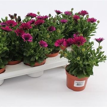 Osteospermum GGG PASSION PURPLE