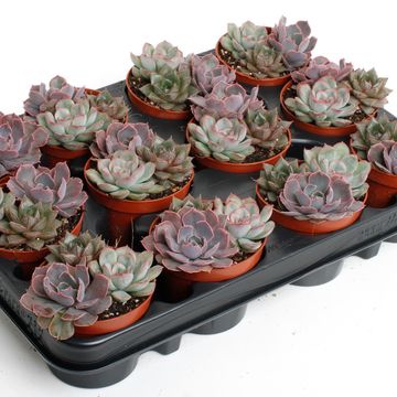 Echeveria MIX IN POT