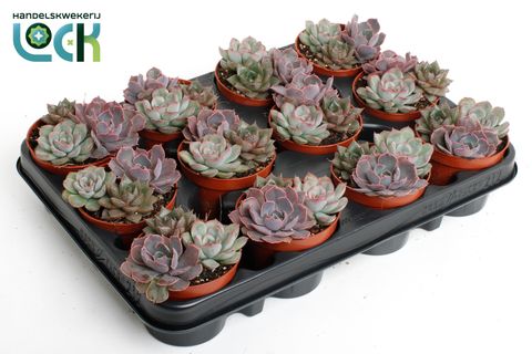 Echeveria MIX IN POT