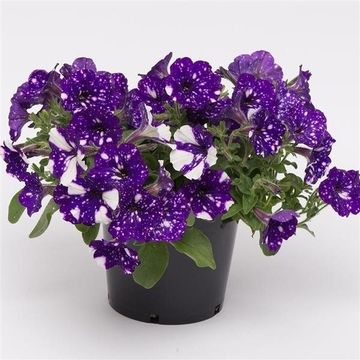 Petunia NIGHT SKY