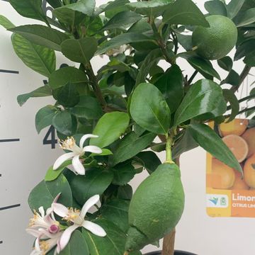 Citrus x limon