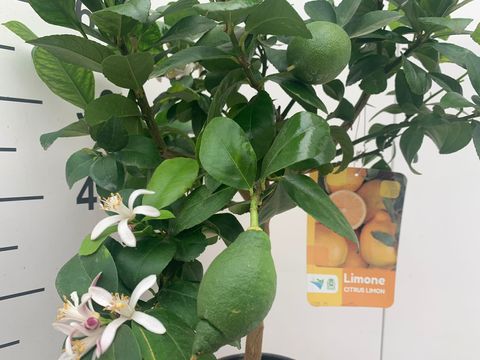 Citrus x limon