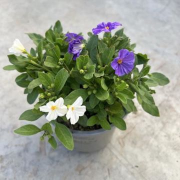 Solanum rantonnetii MIX IN POT