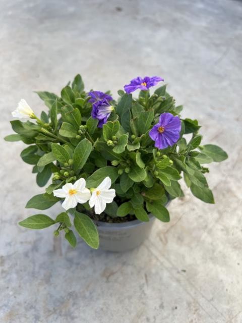 Solanum rantonnetii MIX IN POT