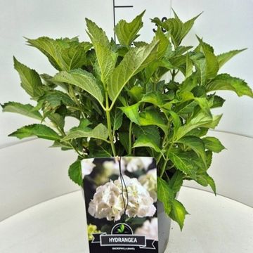 Hydrangea macrophylla 'Soeur Thérèse'