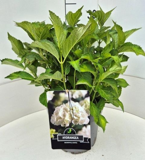 Hydrangea macrophylla 'Soeur Thérèse'
