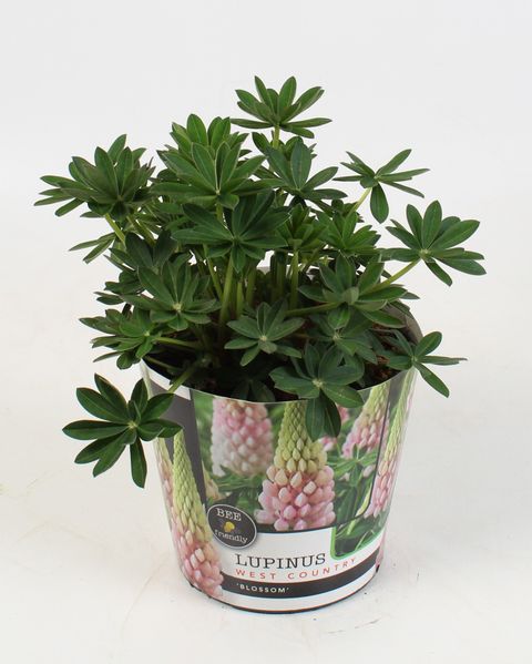 Lupinus 'Blossom'
