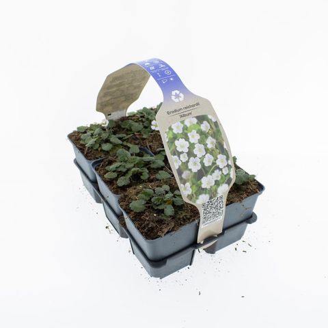 Erodium reichardii 'Album'