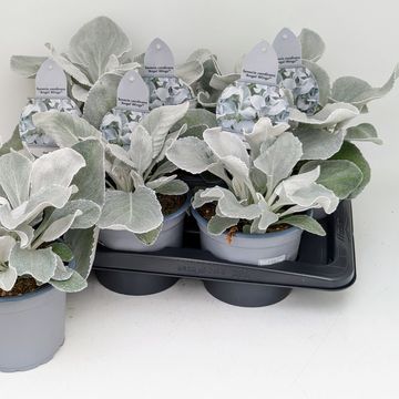 Senecio candicans ANGEL WINGS