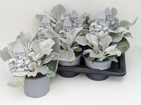 Senecio candicans ANGEL WINGS