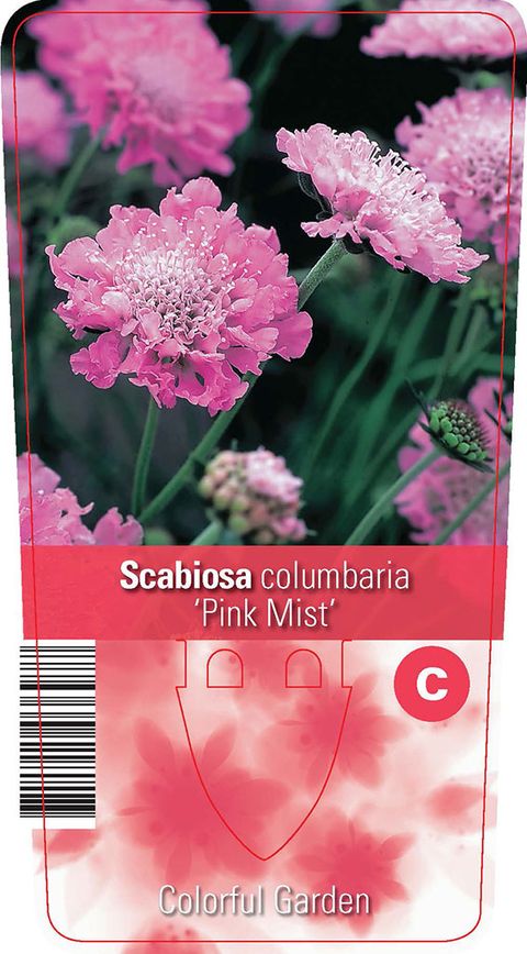 Scabiosa columbaria 'Pink Mist'