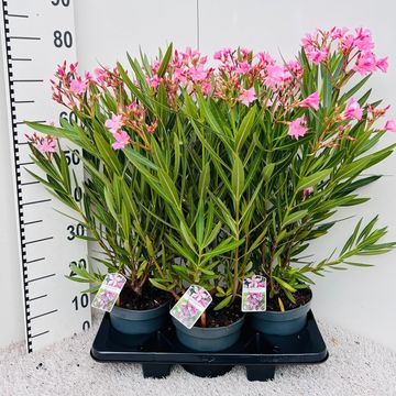 Nerium oleander