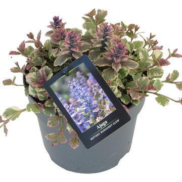 Ajuga reptans 'Burgundy Glow'