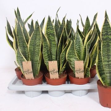 Sansevieria trifasciata 'Futura Superba'