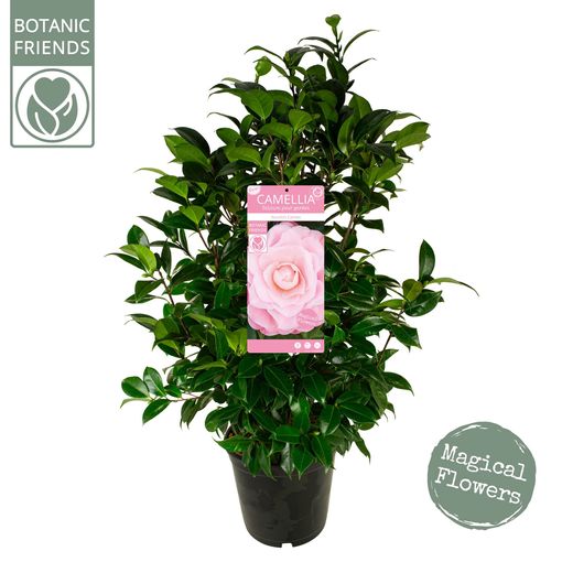 Camellia japonica 'Nuccio's Cameo'