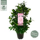 Camellia japonica 'Nuccio's Cameo'