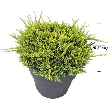 Juniperus squamata 'Holger'