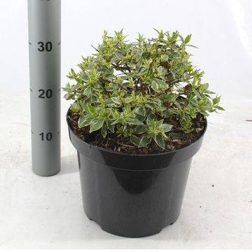 Abelia x grandiflora JELLY BEANS