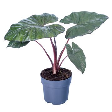 Alocasia 'Yucatan Princess'