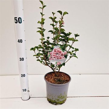 Syringa meyeri FLOWERFESTA PINK