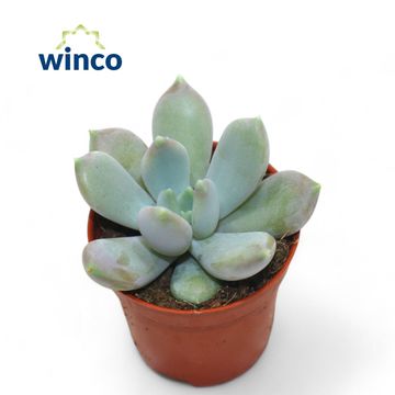 x Graptoveria 'Opalina'