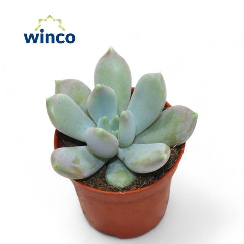 x Graptoveria 'Opalina'