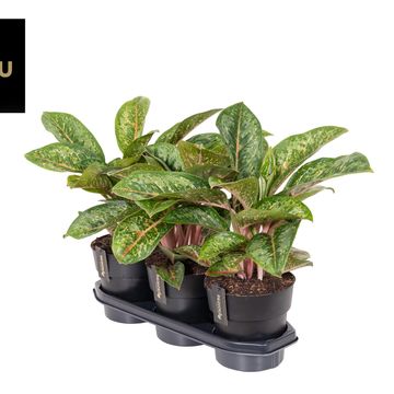 Aglaonema 'Camo Coralie'